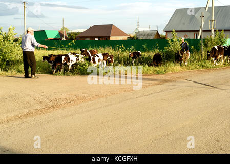 Due agricoltori mandria i loro giovani vitelli fresian sul lato di una strada in un ambiente di villaggio Foto Stock