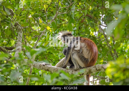 Zanzibar colobuses rosso o kirk's Red Colobus, scimmie del vecchio mondo i più minacciati gruppo tassonomico di primati in Africa, - Madre con il suo bambino - Foto Stock