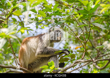 Zanzibar colobuses rosso o kirk's Red Colobus, scimmie del vecchio mondo i più minacciati gruppo tassonomico di primati in Africa, su un albero nella foresta di Jozani Foto Stock