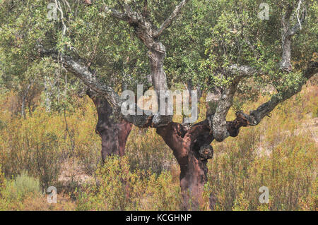 Quercia da sughero con la corteccia di pelati, Quercus suber, sughero le  foreste di querce della Sierra de Grazalema, Cadice Foto stock - Alamy