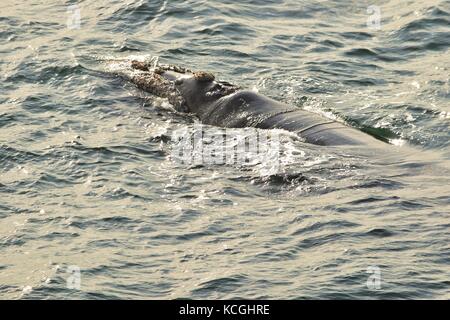 Southern Right Whale, Eubalaena australis, vicino alla terra, in appoggio in corrispondenza della superficie del mare, la sua schiena e blowhole esposta. Hermanus, Garden Route del Sud Africa Foto Stock