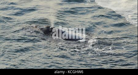 Southern Right Whale, Eubalaena australis, vicino alla terra, in appoggio in corrispondenza della superficie del mare. L'acqua spruzzata al di fuori del foro di sfiato. Hermanus, Garden Route del Sud Africa Foto Stock