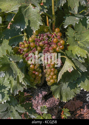 Winegrapes a Sion, Vallese, Svizzera Foto Stock