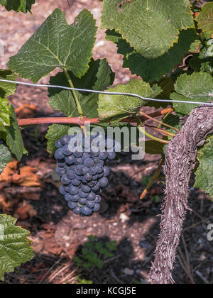 Winegrapes a Sion, Vallese, Svizzera Foto Stock