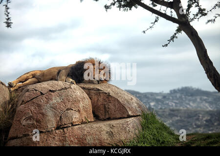 Lion durante un pisolino pomeridiano in san diego safari park Foto Stock