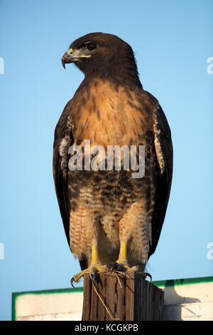 Un rosso-tailed hawk appollaiato in woodside, California Foto Stock