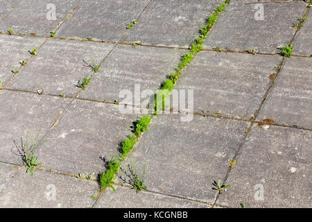 Erba che cresce attraverso lastre di cemento della strada per il traffico pedonale. primo piano Foto Stock