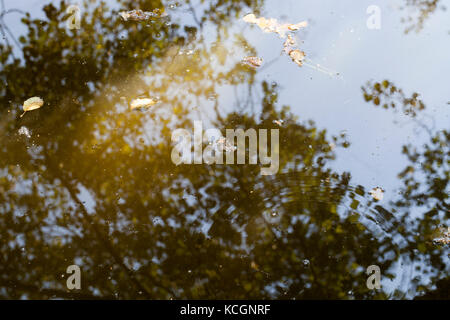 Fango e foglie, giacente in una pozza di fango. sulla superficie, la riflessione degli alberi può essere visto Foto Stock