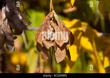 Fotografato acero in autunno. sui rami ingiallito e fogliame giallo. Foto Stock