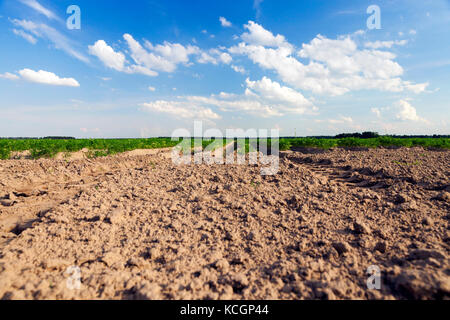 In un campo arato terreni agricoli destinati alla piantagione e cibo crescente, cielo blu e verde di carota in background Foto Stock