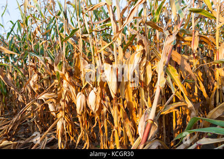 Fotografato close-up di ripe giallo mais essiccato che cresce in un campo agricolo. autunno tempo prima del raccolto di cereali in background di blu Foto Stock