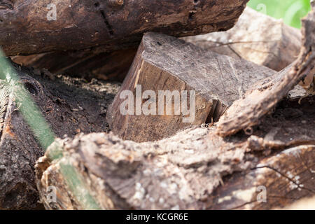 Immagine del chip e altri detriti dalla rottura di un tronco di albero. piccole profondità di campo Foto Stock