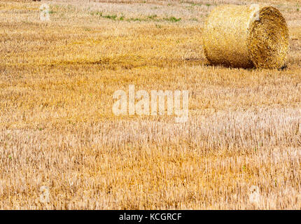 Paglia premuto dopo la raccolta di paglia di grano in haystacks e invio ad un grano di mulino. foto close up Foto Stock