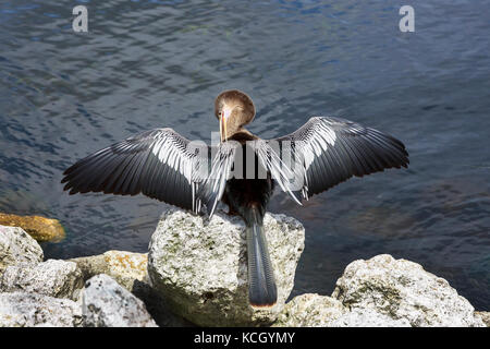 American Anhinga sole e preening a lato di un lago, Orlando, Florida, Stati Uniti d'America. Uccello è noto con nomi diversi Foto Stock