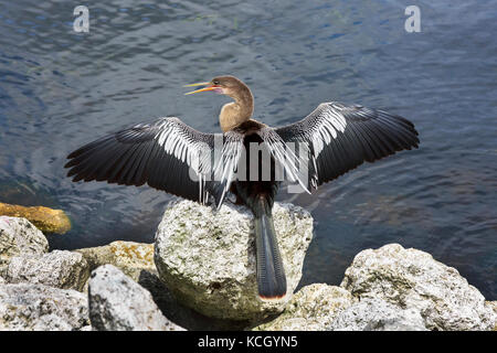 American Anhinga sole e preening a lato di un lago, Orlando, Florida, Stati Uniti d'America. Uccello è noto con nomi diversi Foto Stock