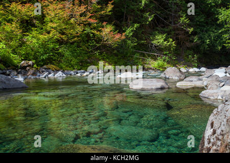 Nel fiume Hoh Parco nazionale di Olympic fuori di Seattle Washington Foto Stock