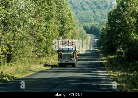 Registrazione grande carrello in movimento su autostrada legno dal campo di raccolta di piante di ontario canada quebec Foto Stock