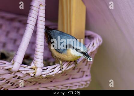 Eurasian picchio muratore (sitta europaea), seduti su una rosa self made bird feeder con un olio di semi di girasole nel suo becco circa per volare Foto Stock