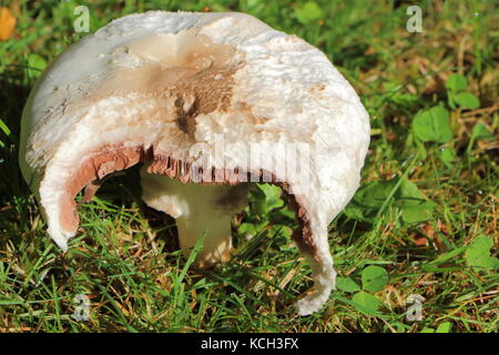 Testa a fungo del campo abbiamo mangiato da un animale in erba Foto Stock