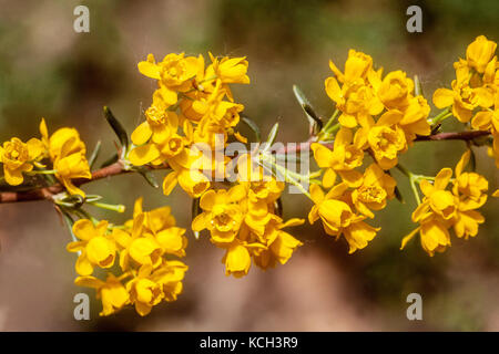 Soulie Crespino Berberis stenophylla "Claret" in cascata Foto Stock