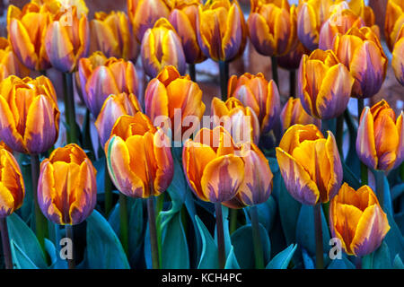 Giardino fiorito di tulipani, Tulipa ' Printes Irene ', tulipani arancioni 'Princess Irene' Foto Stock