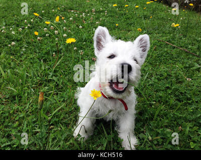 West Highland White Terrier westie cucciolo di cane di mangiare un fiore giallo sul prato in giardino Foto Stock