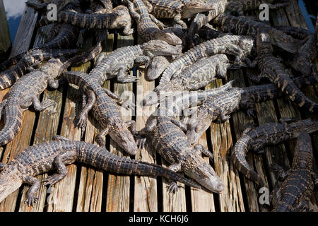 I capretti American alligatori (Alligator mississippiensis) illuminata dal sole a Gatorland - Orlando, Florida USA Foto Stock