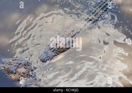 Adulto American alligatori (Alligator mississippiensis) illuminata dal sole a Gatorland - Orlando, Florida USA Foto Stock