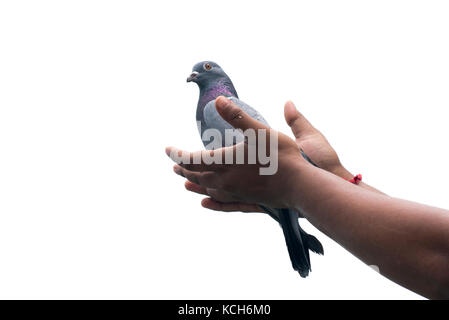 Piccione in volo con le mani per dare libertà di speranza nuovo segno di amore purezza pace gioco bianco gara isolati su sfondo bianco Foto Stock