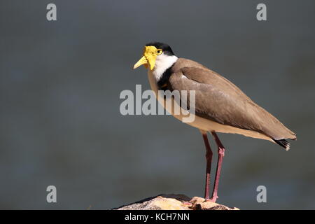 Dallo sperone o mascherato-plover Foto Stock