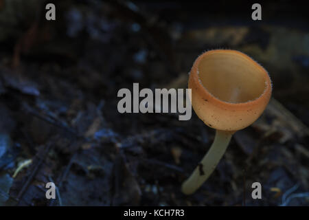 Close up rosa coppa di masterizzazione in natura o funghi cup fungo (cookeina sulcipes) Foto Stock