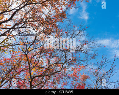 Rosso acero in Edmonton, Alberta, Canada Foto Stock