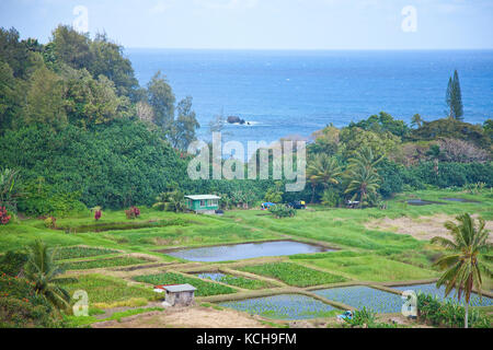 Taro raccolti di radice su ke'anae penisola, Maui, Hawaii Foto Stock