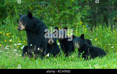 WIld American black bear (Ursus americanus) femmina o seminare e Cub vicino Lago Superiore, Ontario Canada Foto Stock