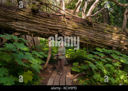 Donna che cammina sul sentiero presso l'antico sentiero forestale fuori PRINCE GEORGE, BC, Canada. Inland Rain Forest, Western Red Cedar (Thuja plicata), una vecchia foresta. Mostra la scala. Modello rilasciato. Foto Stock