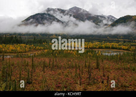 New Scenic 5 posti di autunno tundra lungo la Highway 1 in prossimità Tok, Alaska, Nord America. Foto Stock