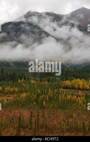 New Scenic 5 posti di autunno tundra lungo la Highway 1 in prossimità Tok, Alaska, America del Nord Foto Stock