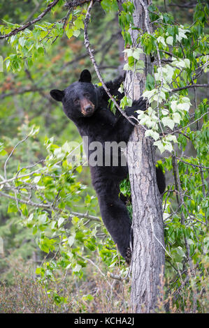 Femmina adulta Black Bear, Ursus americanus scalata di un albero in Alberta, Canada Foto Stock