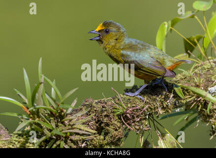 Oliva-backed-Euphonia (Euphonia gouldi) a Laguna Lagarto Lodge vicino Boca Tapada, Costa Rica Foto Stock