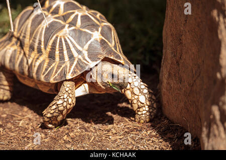 Stella birmano tartaruga Geochelone platynota è una specie criticamente minacciata di estinzione, trovati in Myanmar. Foto Stock