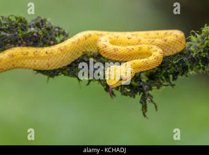 Giallo fossa di ciglia viper, Bothriechis schlegelii, Costa Rica Foto Stock