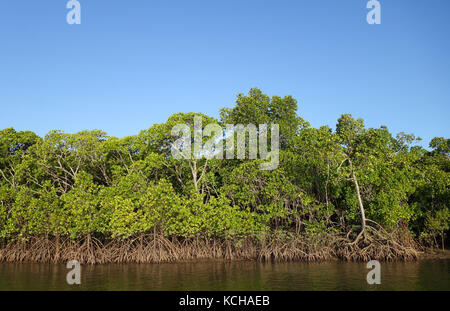 Rosso sano mangrovie (Rhizophora manglesi) in Trinity Inlet, Cairns, Queensland, Australia Foto Stock