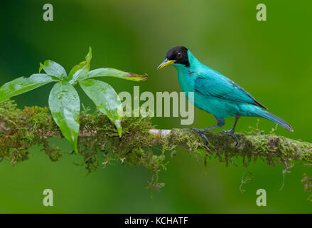 Maschio Honeycreeper verde (Chlorophanes spiza) - a Laguna Lagarto Lodge vicino Boca Tapada, Costa Rica Foto Stock