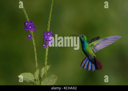 Verde-breasted Mango (Anthracothorax prevostii) - a Laguna Lagarto Lodge vicino Boca Tapada, Costa Rica Foto Stock