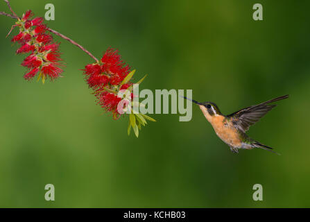 Bianco-throated Mountain Gem (Lampornis castaneoventris) in alta montagna a San Gerrardo de Dota, Costa Rica. Foto Stock