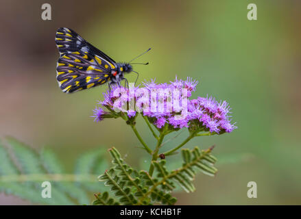Dartwhite, Butterfly arroccato su di un fiore, Costa Rica Foto Stock