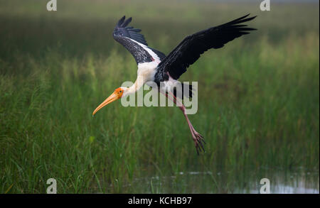 Un dipinto di Stork bird ha preso dall'acqua Foto Stock