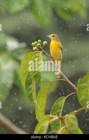 Baltimore Rigogolo (Icterus g. galbula) appollaiato su un ramo in Costa Rica Foto Stock