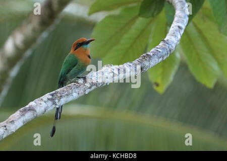 Ampia fatturati Motmot (Electron platyrhynchum) appollaiato su un ramo in Costa Rica Foto Stock