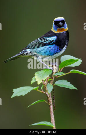 Golden-incappucciati Tanager (Tanagara larvata) appollaiato su un ramo in Costa Rica. Foto Stock